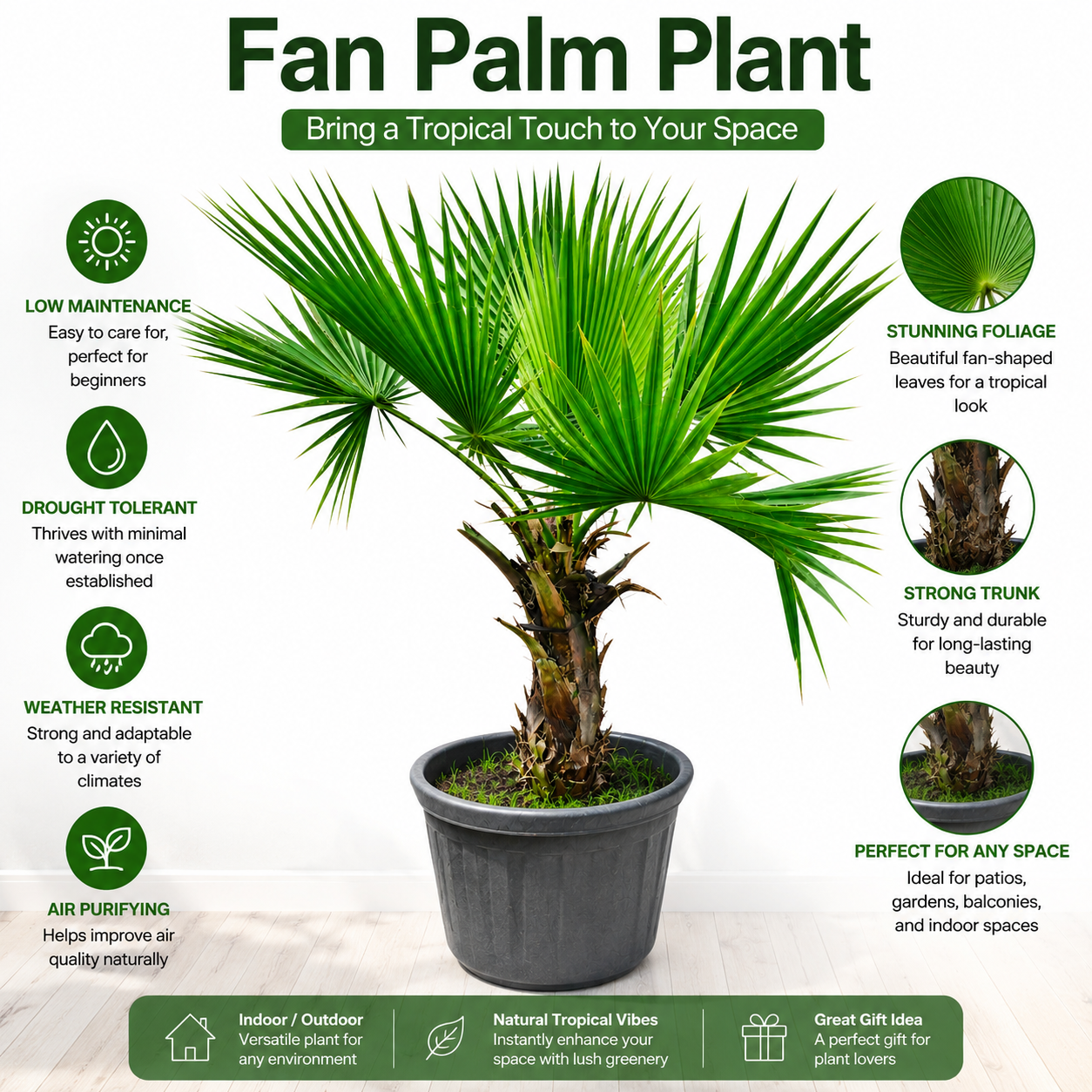 Fan Palm Plant Live Indoor Outdoor Tropical Plant in Pot | Low Maintenance Air Purifying Palm Tree for Home Garden Patio Balcony Décor