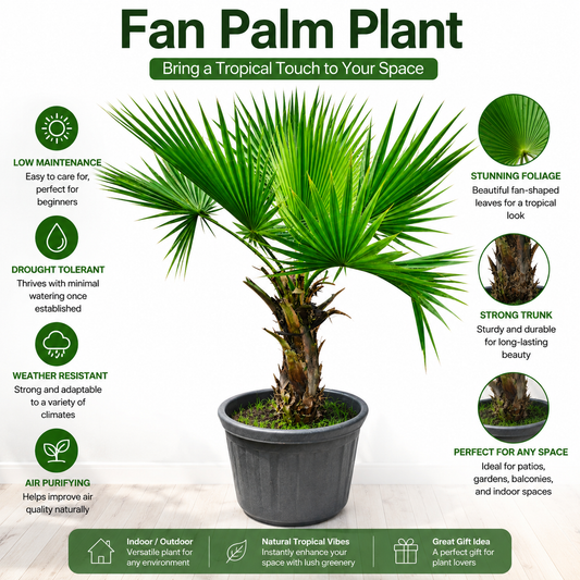 Fan Palm Plant Live Indoor Outdoor Tropical Plant in Pot | Low Maintenance Air Purifying Palm Tree for Home Garden Patio Balcony Décor