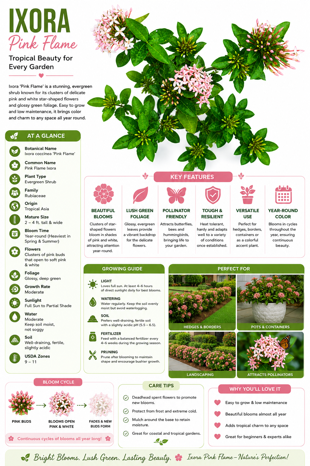 Ixora Pink Flame Live Plant (Ixora coccinea) | Evergreen Flowering Shrub with Pink Blooms | Tropical Ornamental Plant for Garden, Balcony & Landscaping