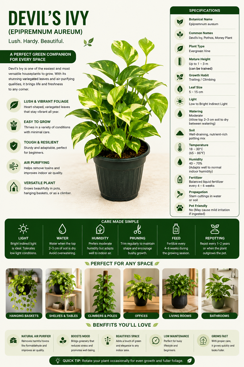 Devil's Ivy Live Plant (Epipremnum aureum) | Money Plant Indoor Air Purifying Plant | Easy Care Pothos Plant for Home, Office & Balcony | Healthy Live Houseplant in Nursery Pot