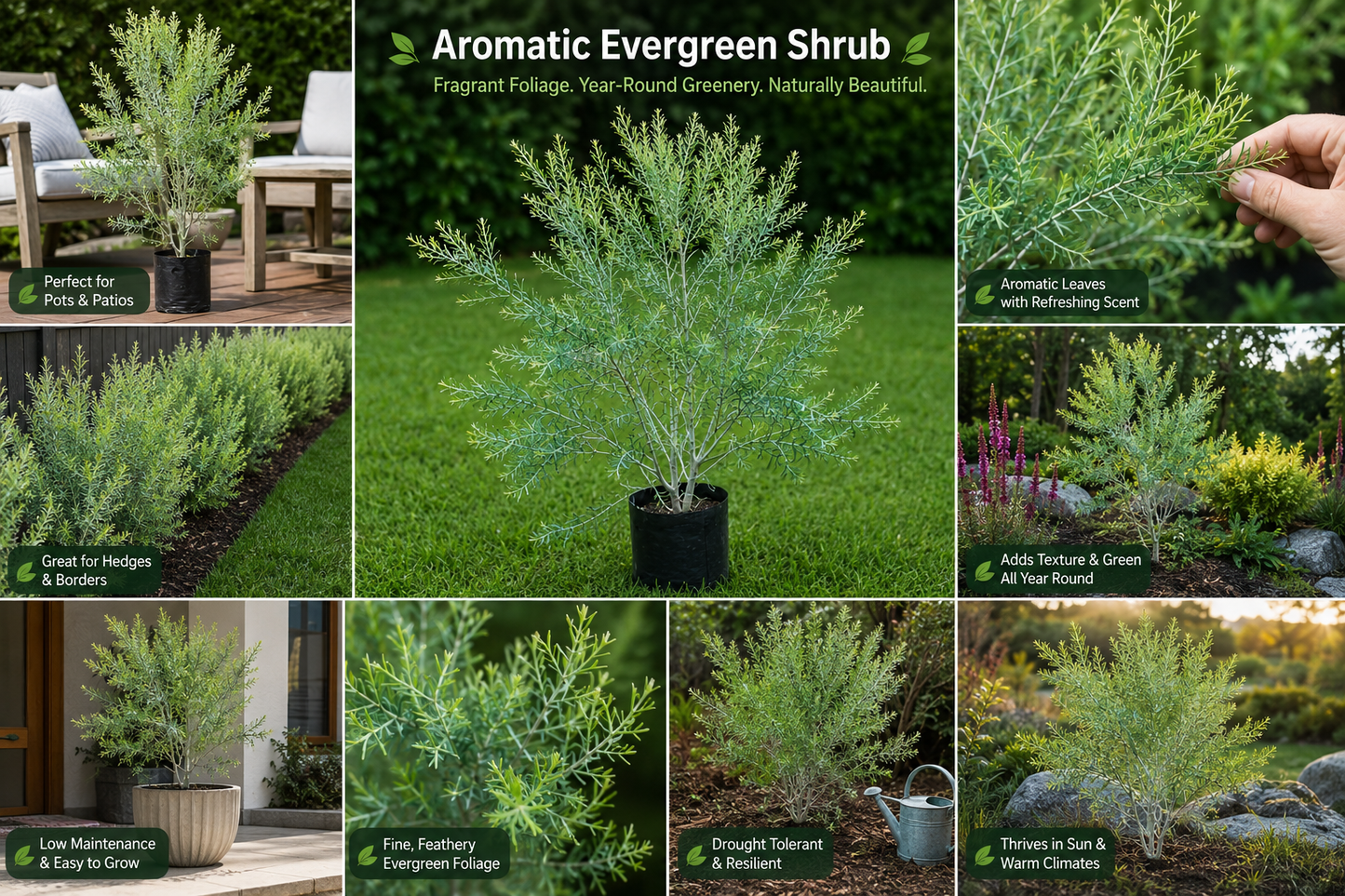 Aromatic Evergreen Shrub Live Plant | Fragrant Feathery Foliage Ornamental Plant for Landscaping, Hedges, Borders & Pots