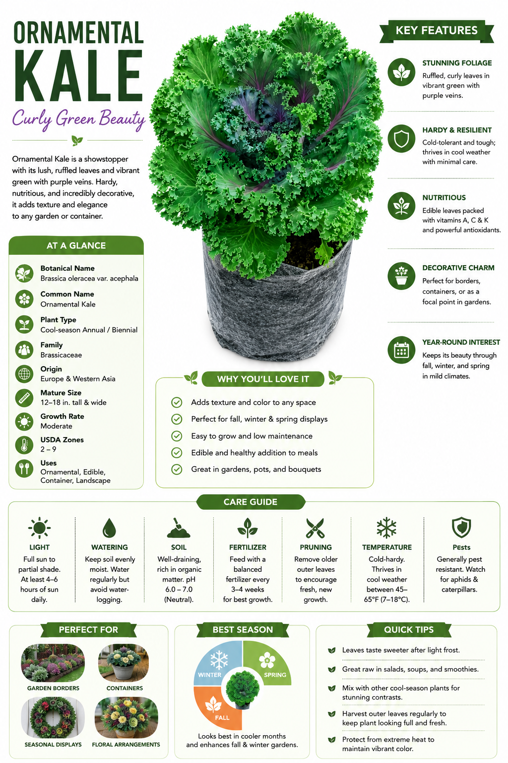 Ornamental Kale Live Plant | Curly Green & Purple Decorative Kale | Cold Hardy Edible Foliage Plant for Pots, Garden Borders & Seasonal Landscaping