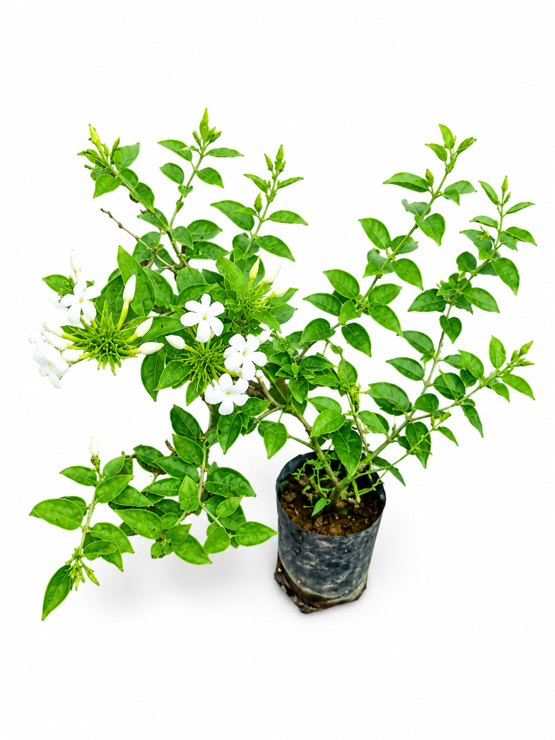 Jasmine Plant Live Plant (Arabian Jasmine) | Fragrant White Flowering Plant for Home Garden, Balcony & Outdoor Decoration | Easy to Grow Evergreen Plant