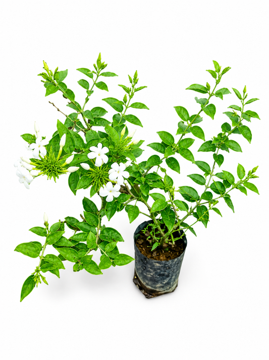 Jasmine Plant Live Plant (Arabian Jasmine) | Fragrant White Flowering Plant for Home Garden, Balcony & Outdoor Decoration | Easy to Grow Evergreen Plant