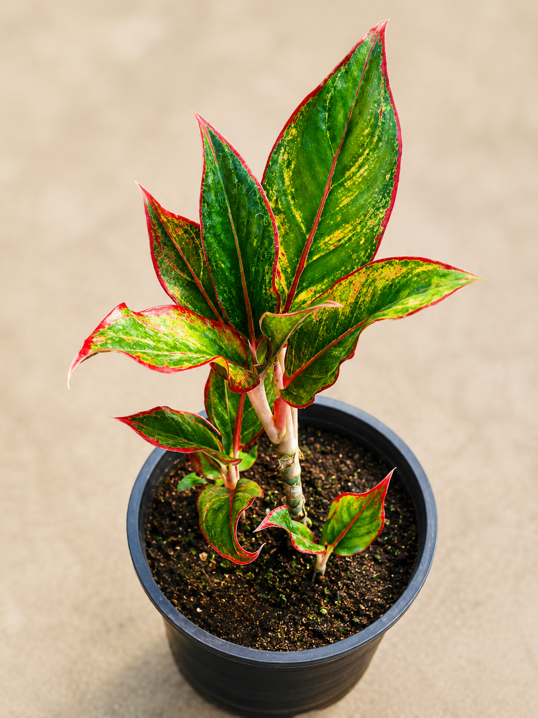 Aglaonema Siam Aurora Live Plant | Red Aglaonema Indoor Ornamental Plant | Air Purifying Houseplant | Easy Care Decorative Foliage Plant for Home, Office & Indoor Spaces