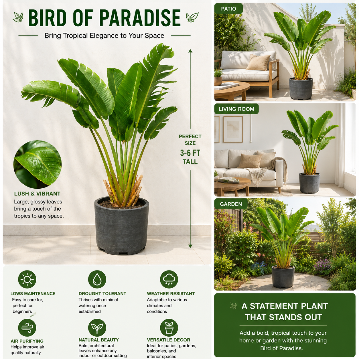 Bird of Paradise Live Plant Indoor Outdoor Tropical Plant in Pot | Large Decorative Air Purifying Plant for Living Room Patio Garden Home Décor