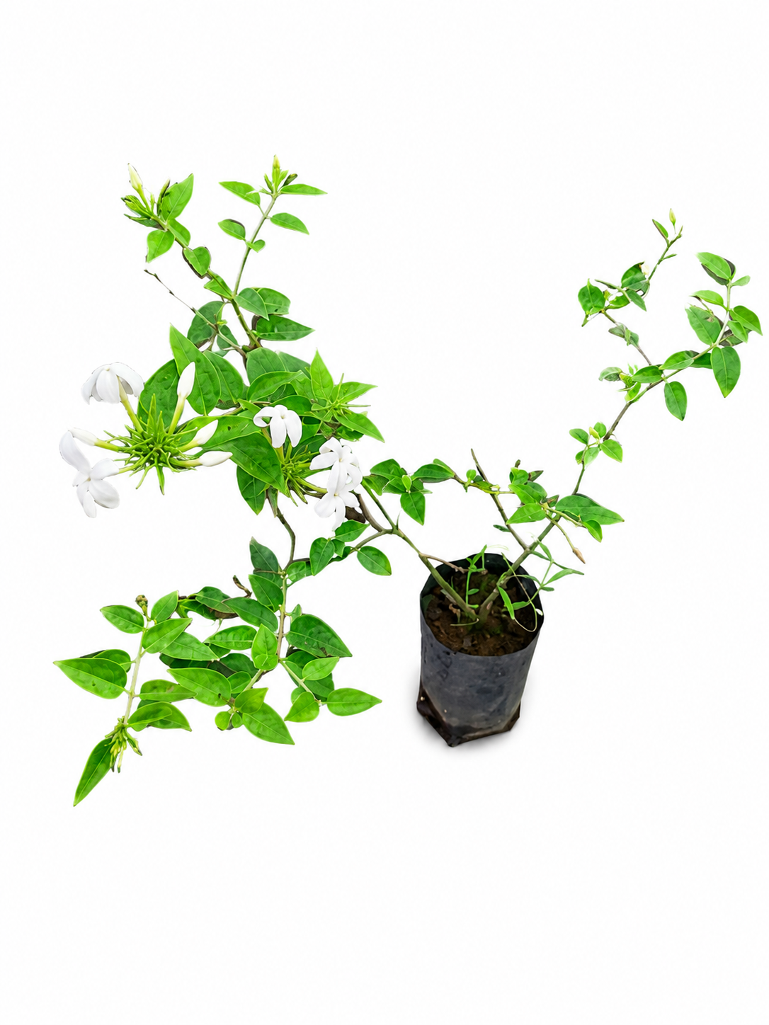 Jasmine Plant Live Plant (Arabian Jasmine) | Fragrant White Flowering Plant for Home Garden, Balcony & Outdoor Decoration | Easy to Grow Evergreen Plant