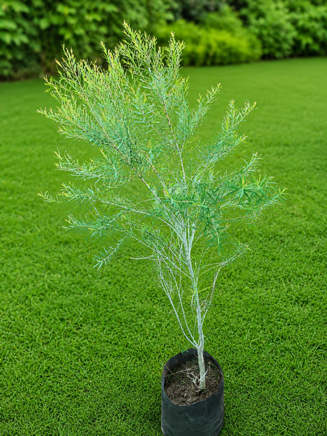Aromatic Evergreen Shrub Live Plant | Fragrant Feathery Foliage Ornamental Plant for Landscaping, Hedges, Borders & Pots