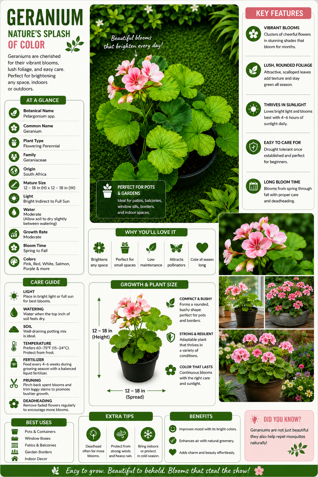 Geranium Live Flowering Plant (Pelargonium spp.) | Pink Bloom Ornamental Plant for Pots, Balcony & Garden | Easy Care Decorative Flower Plant