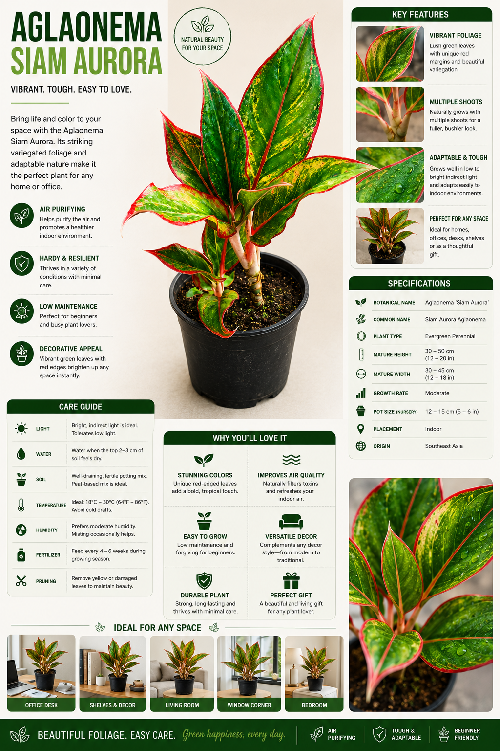 Aglaonema Siam Aurora Live Plant | Red Aglaonema Indoor Ornamental Plant | Air Purifying Houseplant | Easy Care Decorative Foliage Plant for Home, Office & Indoor Spaces