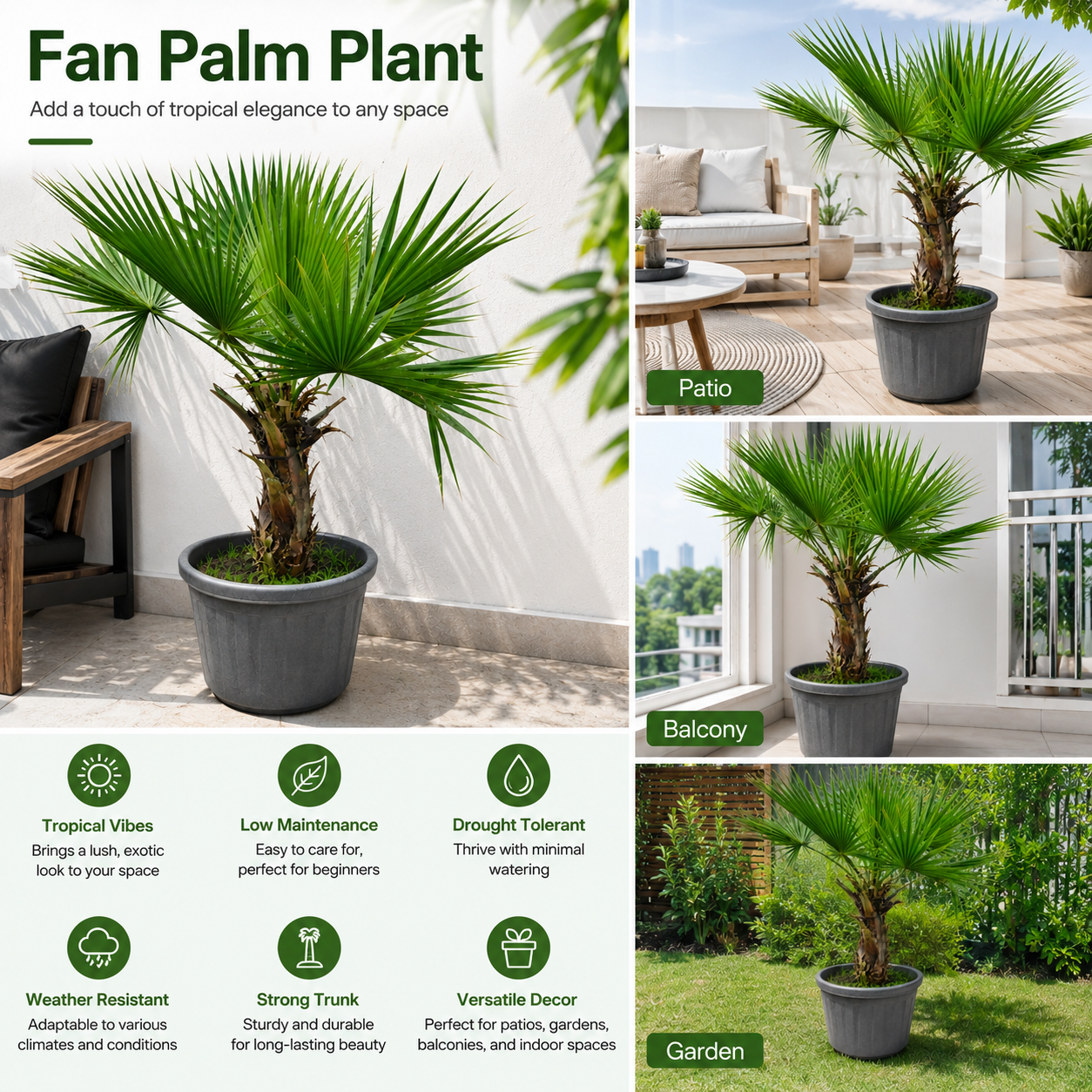 Fan Palm Plant Live Indoor Outdoor Tropical Plant in Pot | Low Maintenance Air Purifying Palm Tree for Home Garden Patio Balcony Décor