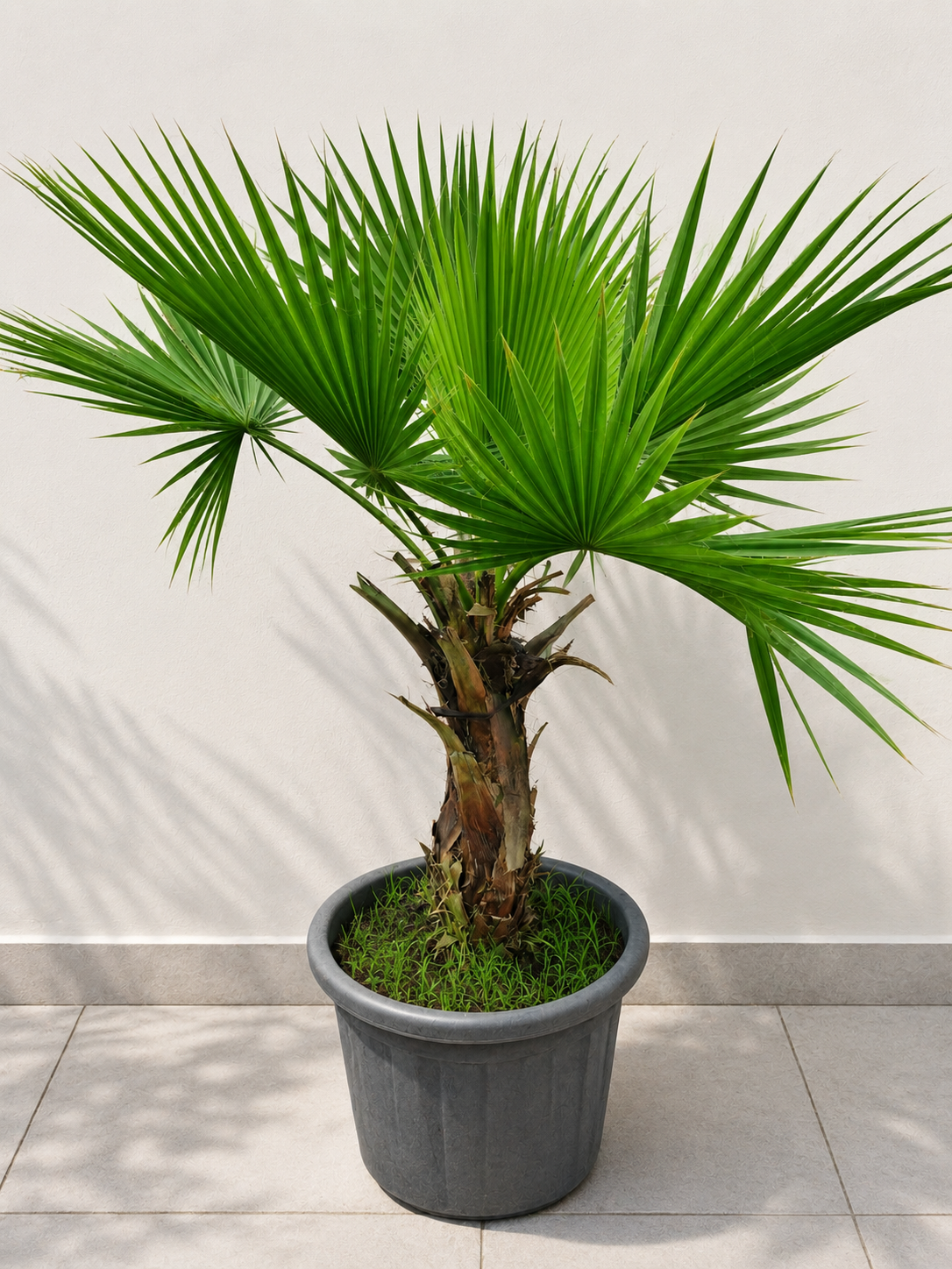 Fan Palm Plant Live Indoor Outdoor Tropical Plant in Pot | Low Maintenance Air Purifying Palm Tree for Home Garden Patio Balcony Décor