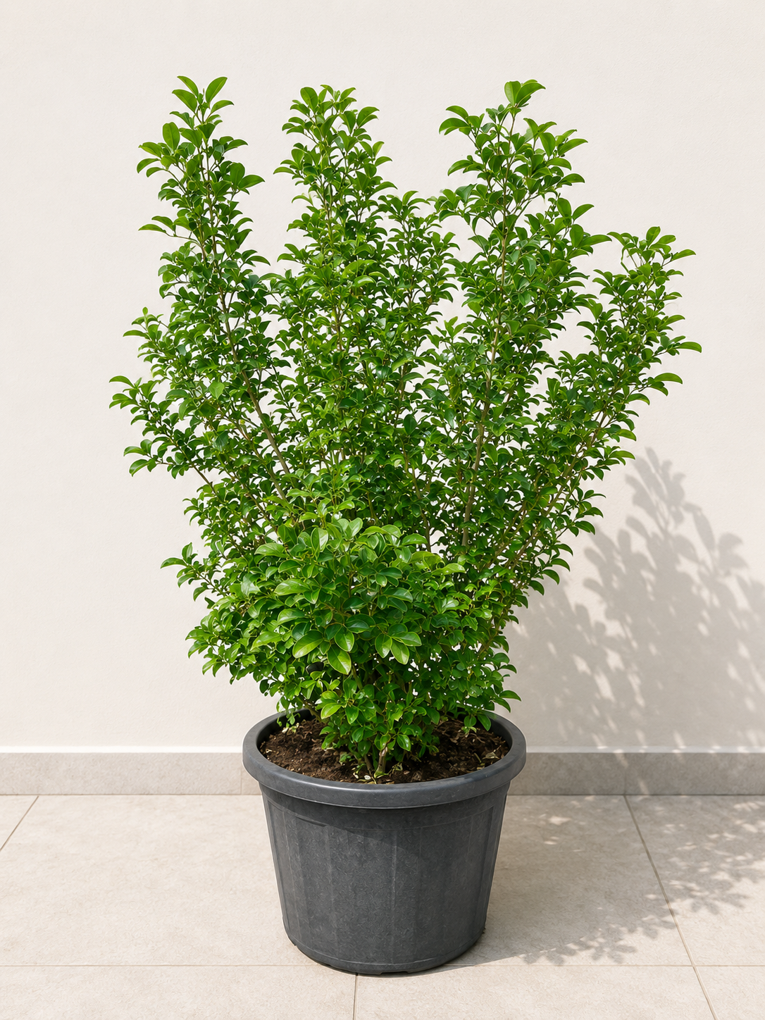 Murraya Plant Live Indoor Outdoor Green Plant in Pot ( small ) | Low Maintenance Air Purifying Decorative Plant for Home Balcony Patio Garden Décor