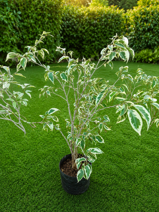 Variegated Aromatic Evergreen Shrub Live Plant | Fragrant Green & Cream Foliage Ornamental Plant for Landscaping, Hedges, Pots & Garden Borders
