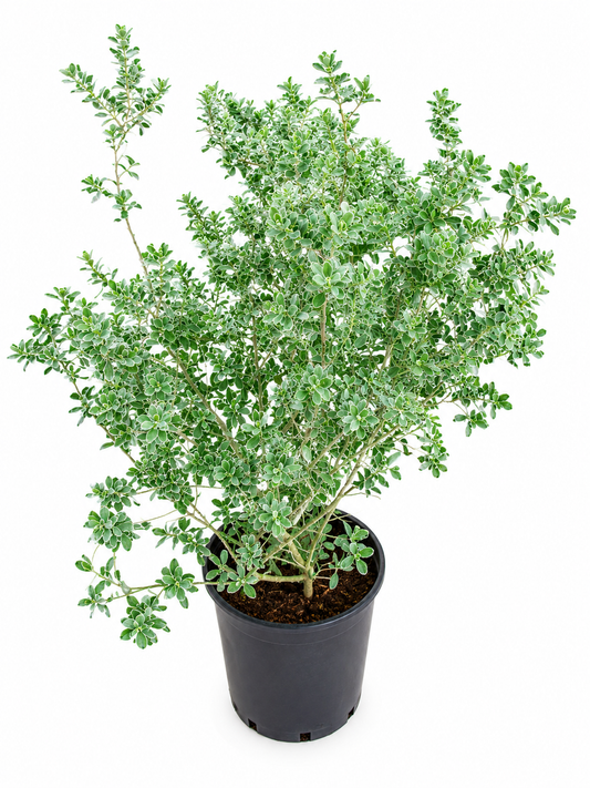 ( Big )White Beauty Silver Foliage Live Plant | Ornamental White Leaf Shrub for Home Garden, Pots & Landscaping | Low Maintenance Evergreen Decorative Plant