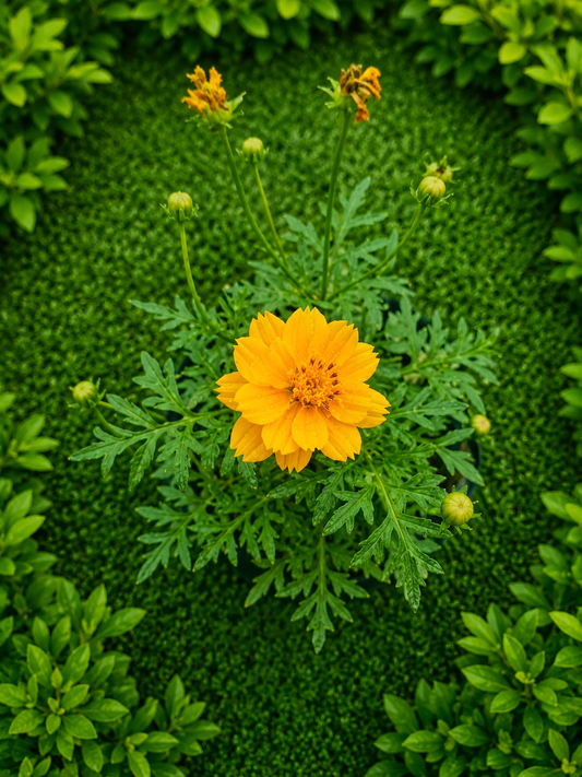 ellow Cosmos Live Flowering Plant (Cosmos sulphureus) | Bright Yellow Bloom Ornamental Garden Plant for Pots, Borders & Balcony