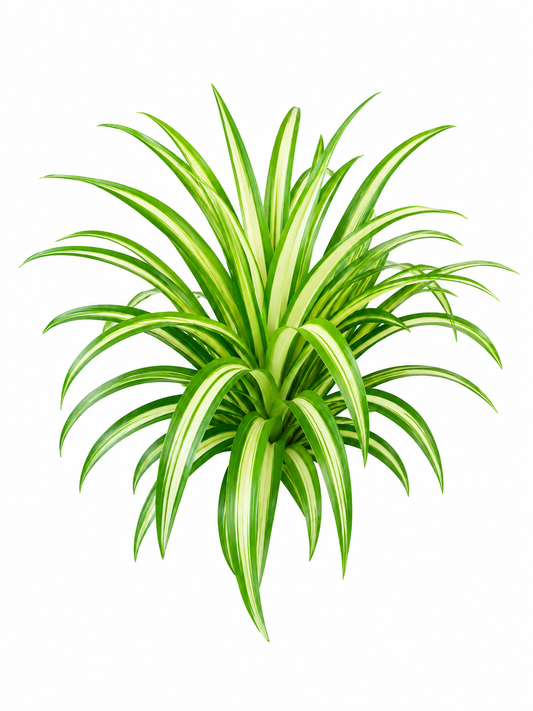 Big Spider Plant Live Indoor Plant | Chlorophytum Comosum Air Purifying Plant | Large Variegated Hanging & Tabletop Decorative Plant for Home & Office