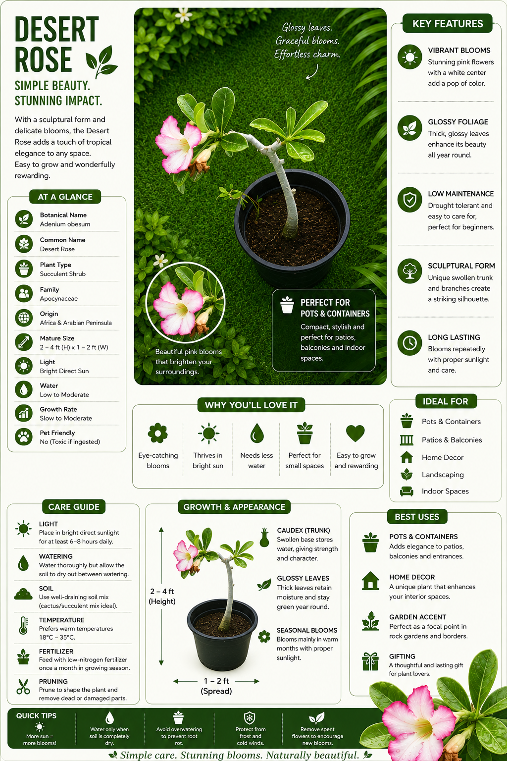 Desert Rose Live Plant (Adenium obesum) | Flowering Succulent Bonsai Plant with Pink Blooms | Low Maintenance Ornamental Plant for Home, Balcony & Garden