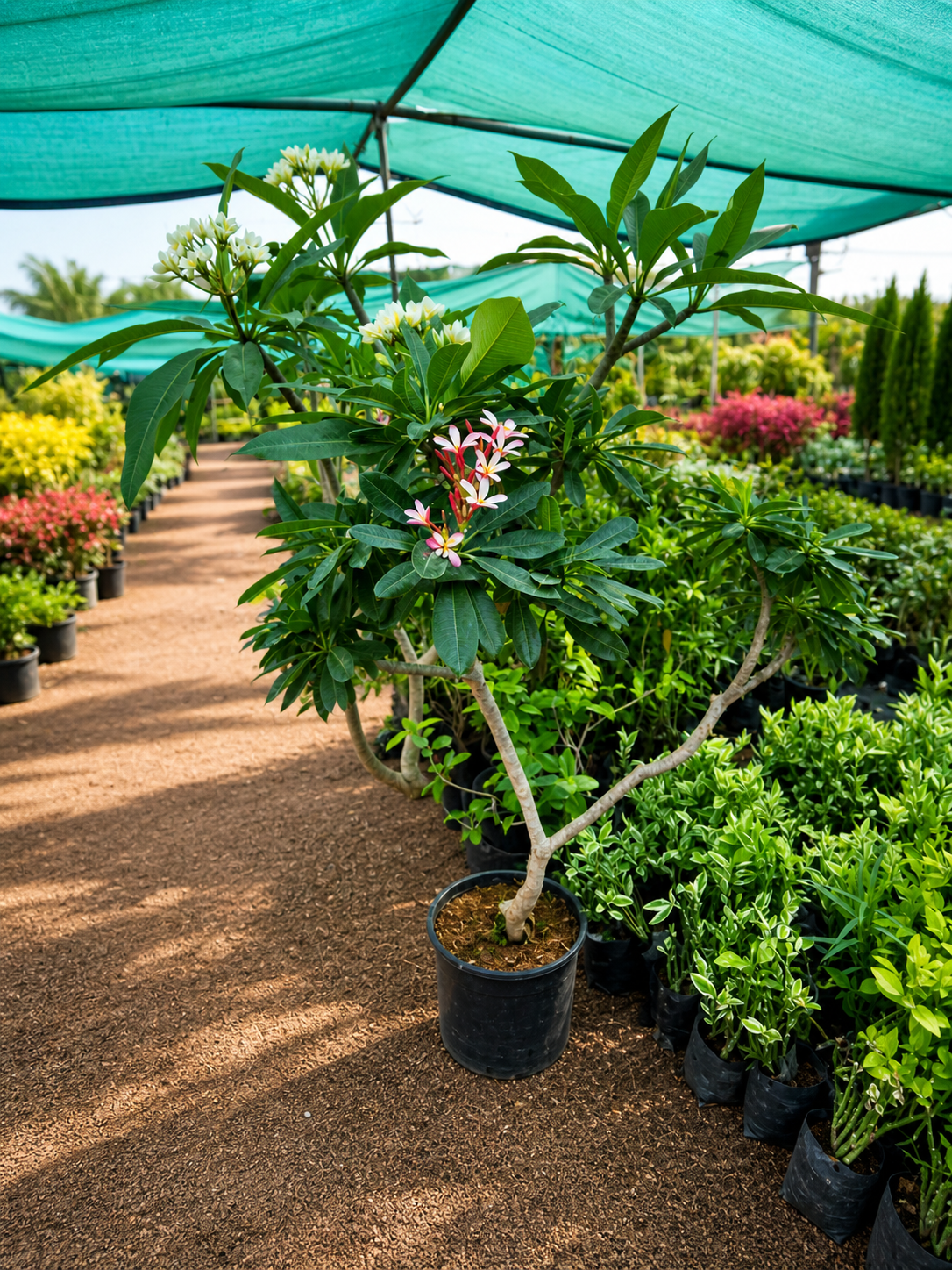 Plumeria Frangipani Live Flowering Plant ( Small )| Tropical Fragrant Outdoor Ornamental Plant for Garden Patio Balcony Landscape Décor