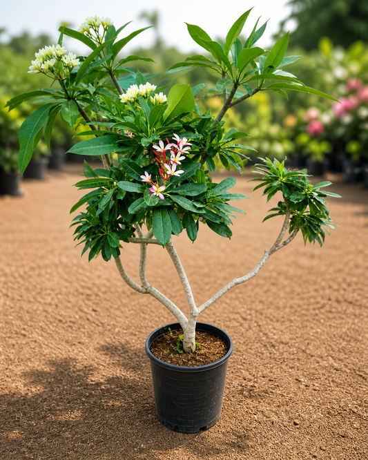 Plumeria Frangipani Live Flowering Plant ( Small )| Tropical Fragrant Outdoor Ornamental Plant for Garden Patio Balcony Landscape Décor